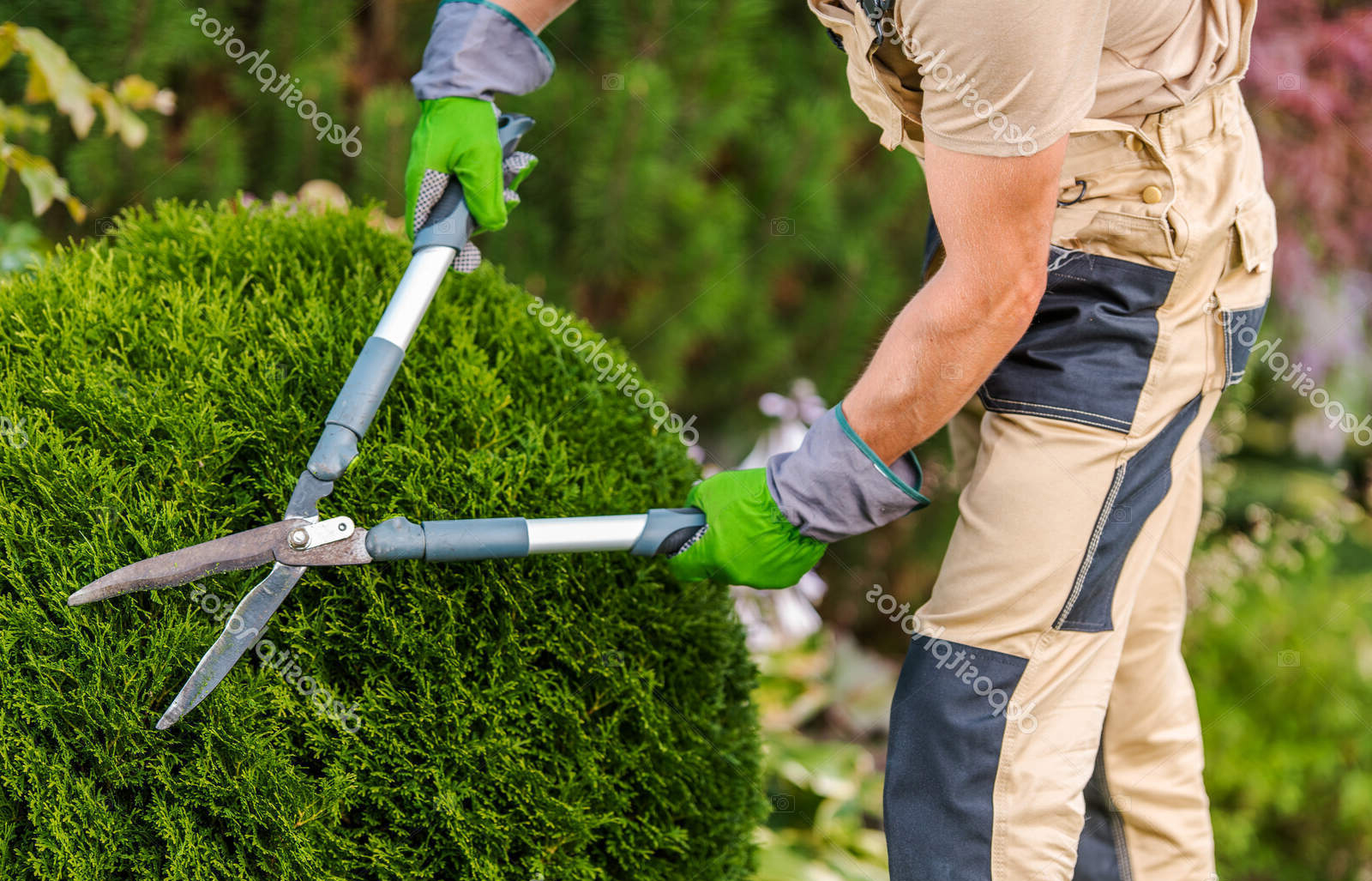 Gardener Pruning And Shaping Bushes.